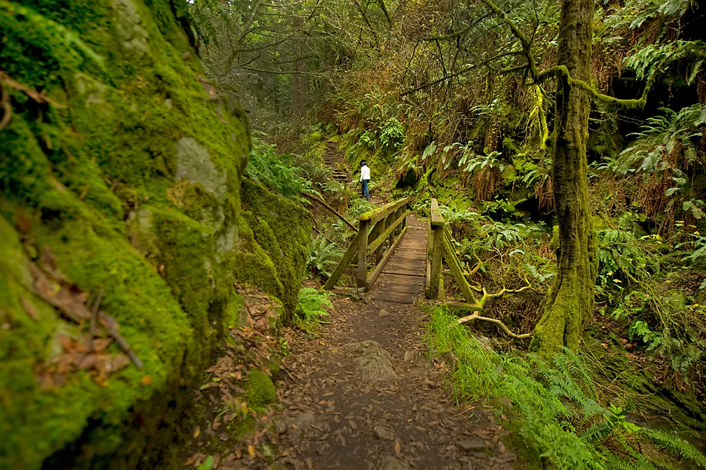Pantoll Campground