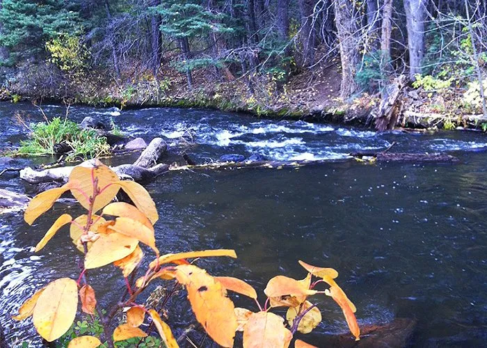 Cimarron Canyon