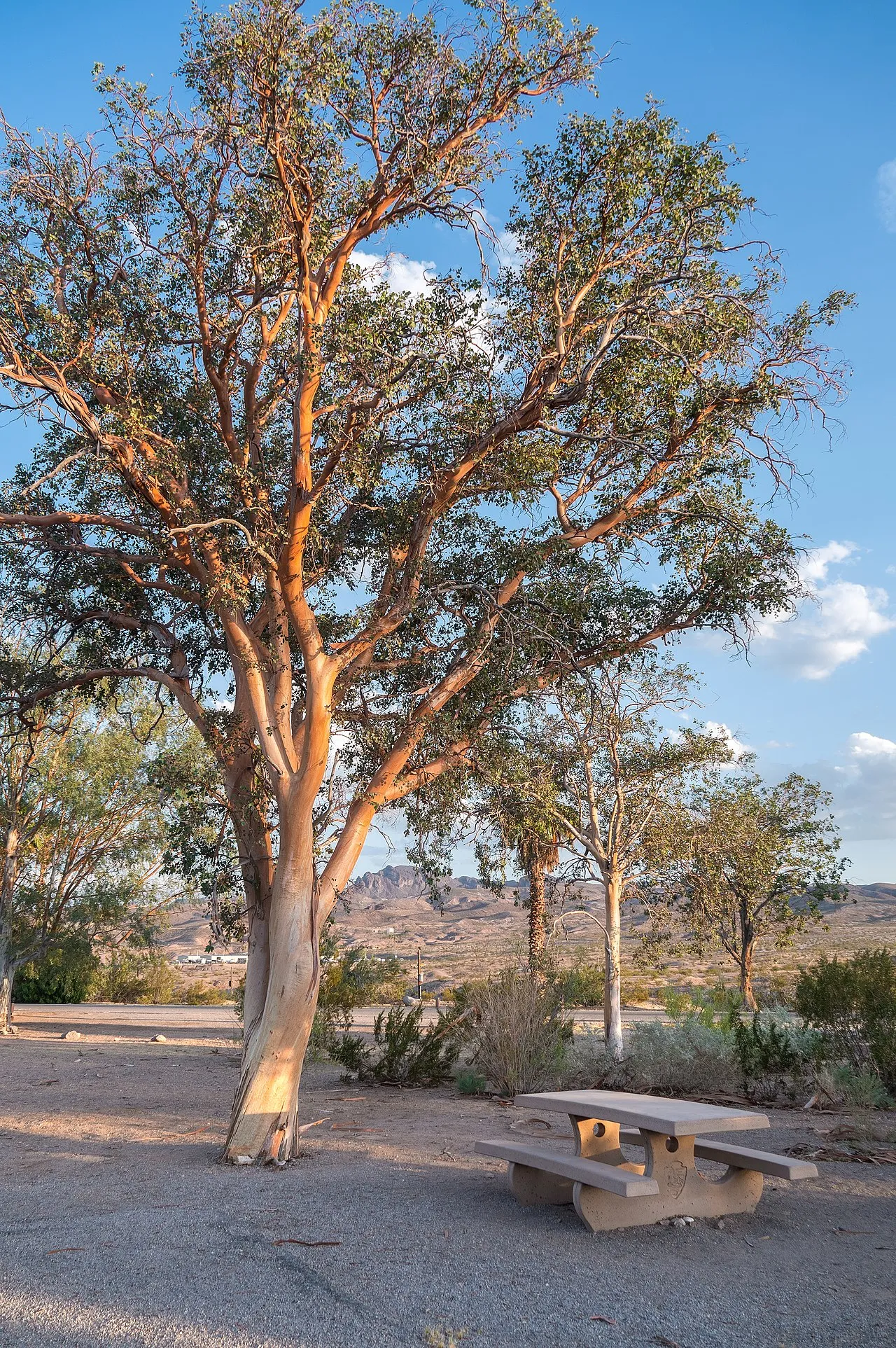 Cottonwood Cove Rv Park