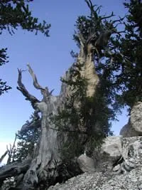 Garfield Ridge Shelter