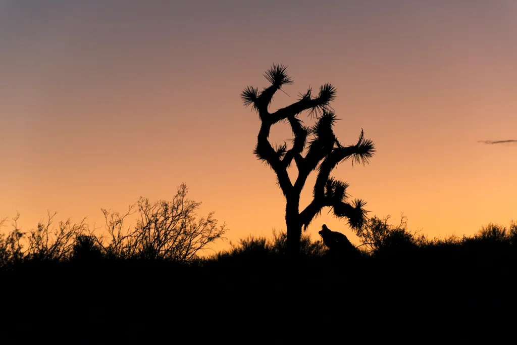 Ricardo Campground
