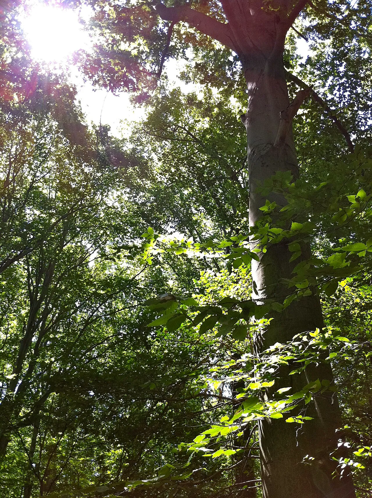 Burke Lake Park Campground