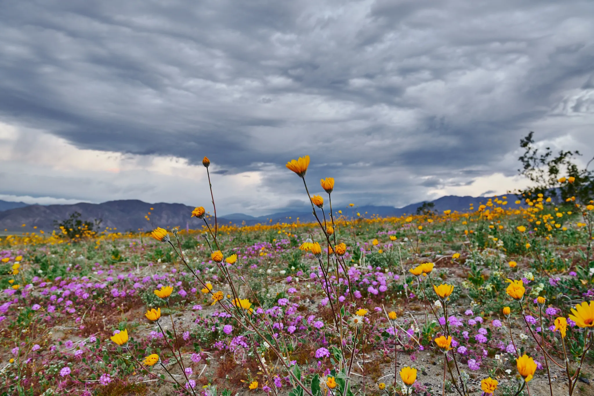 Borrego Palm Canyon Campground