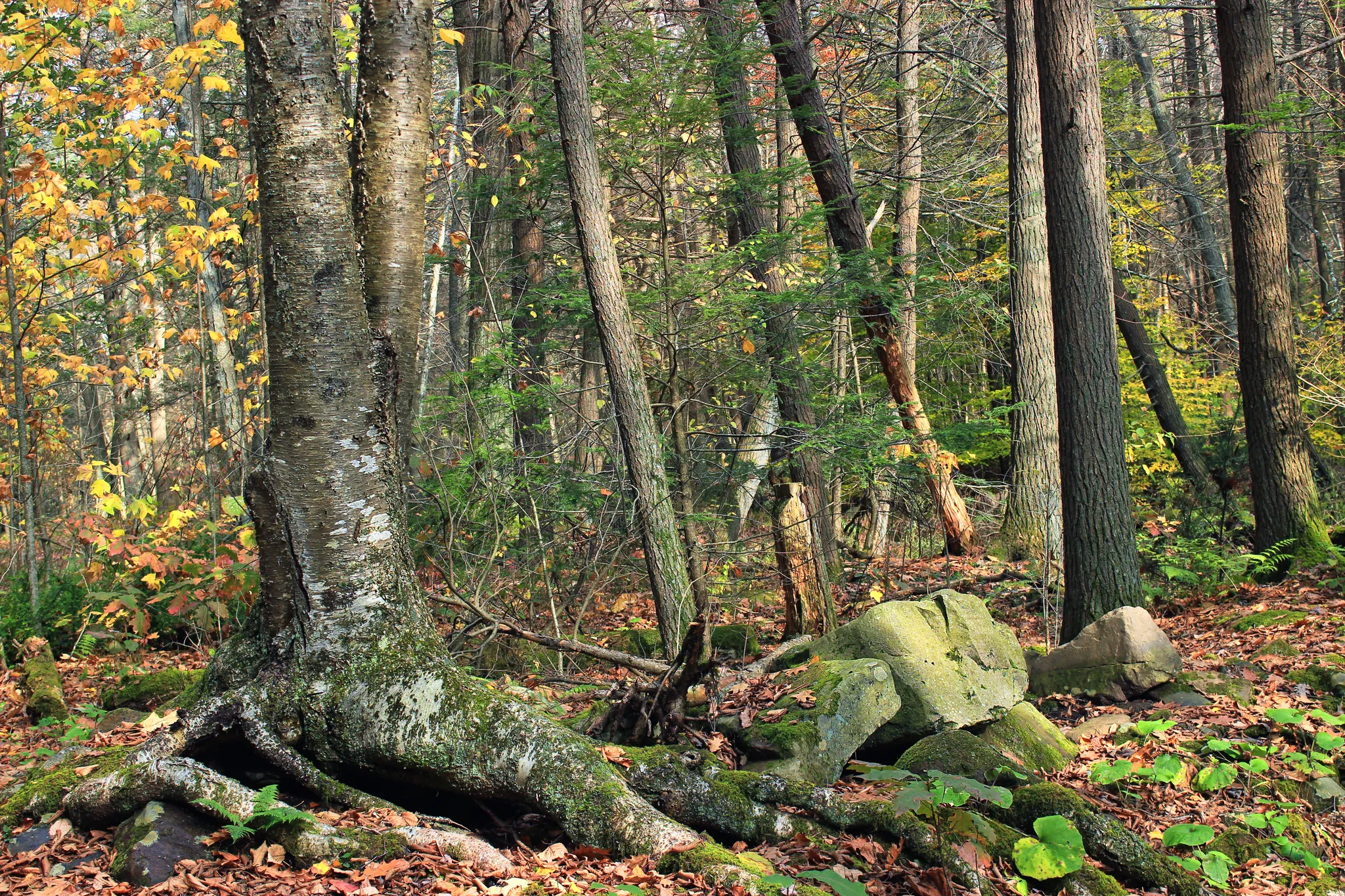 Ravensburg State Park