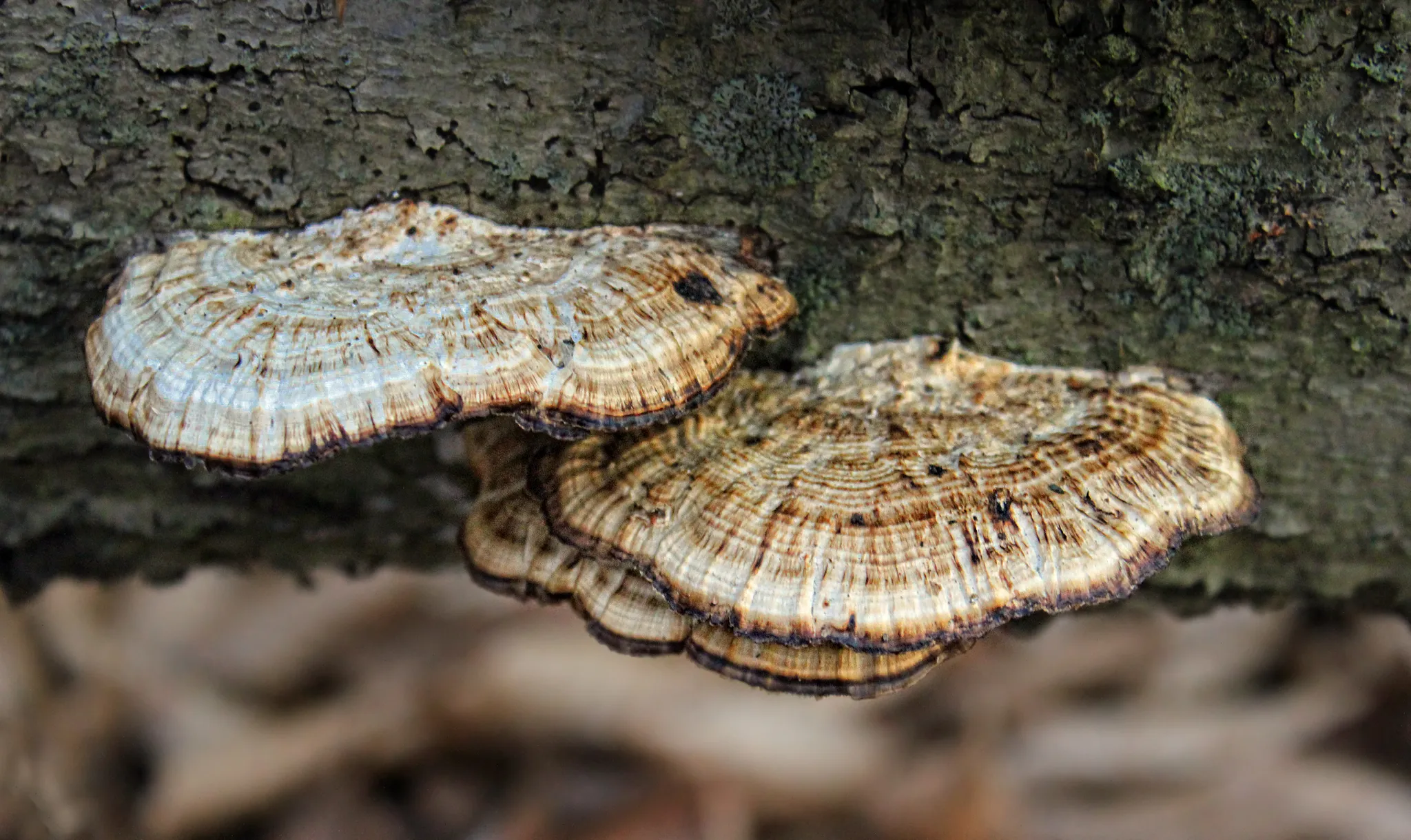 Tobyhanna State Park