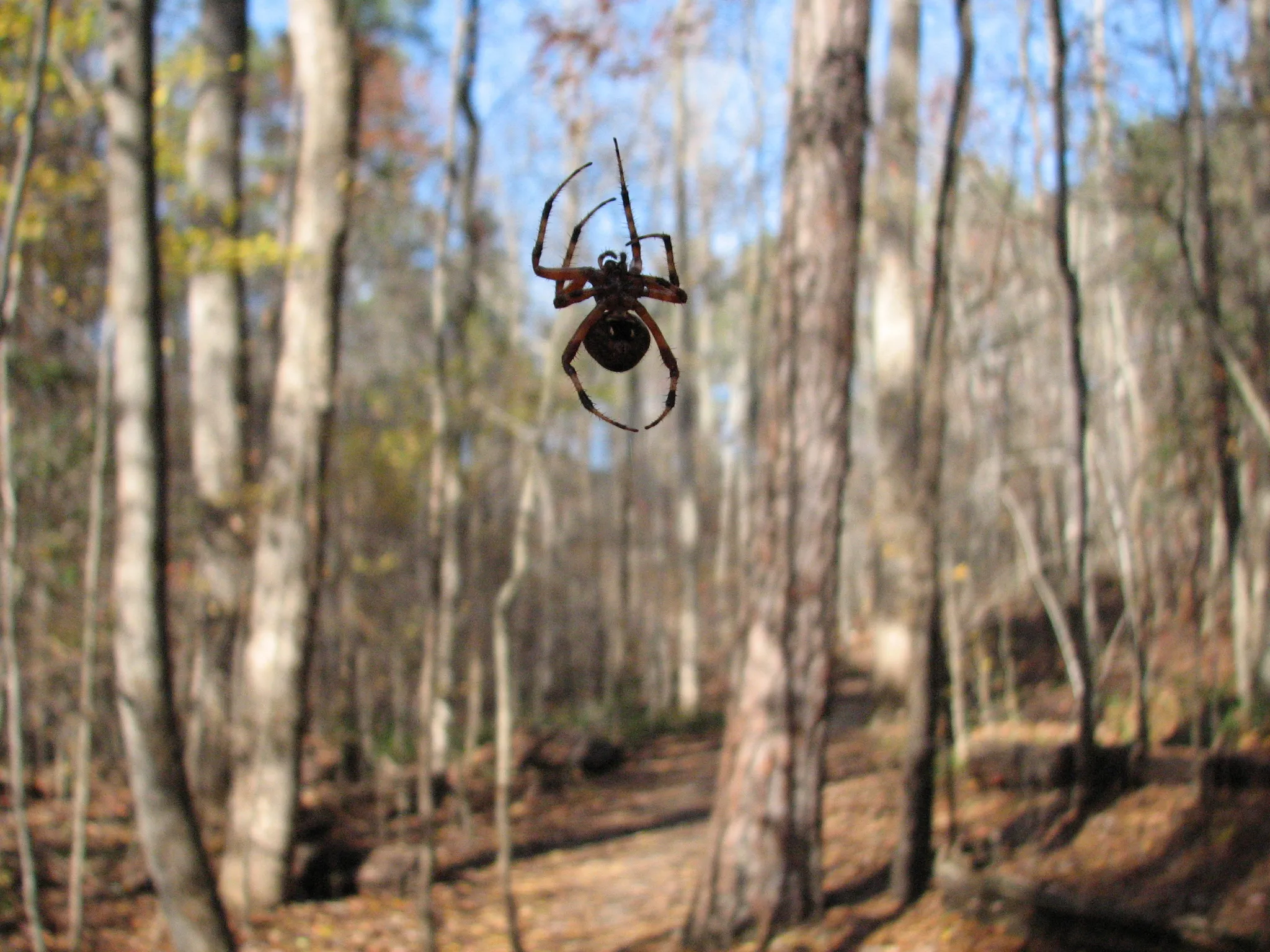 William B. Umstead State Park
