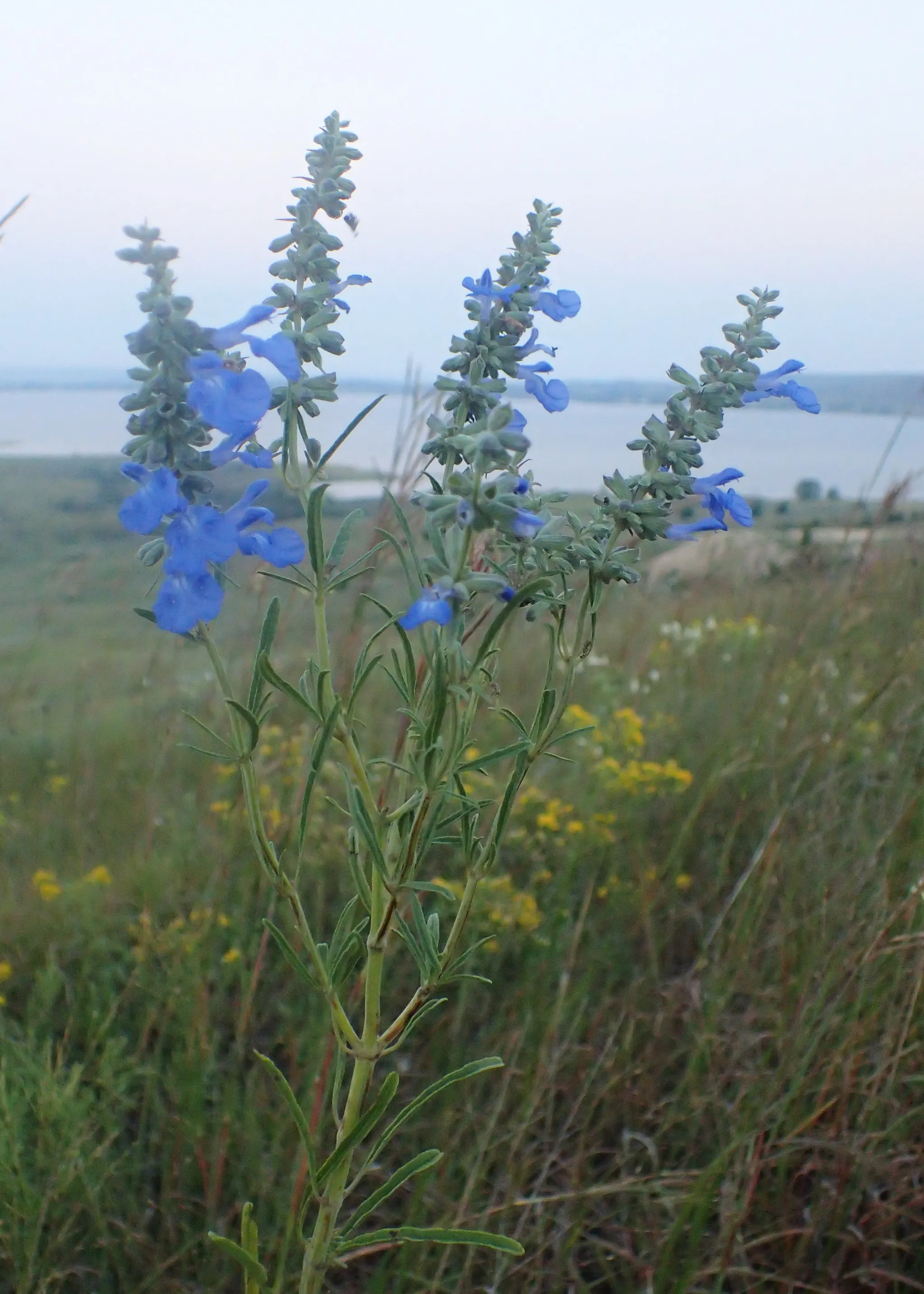Wilson State Park