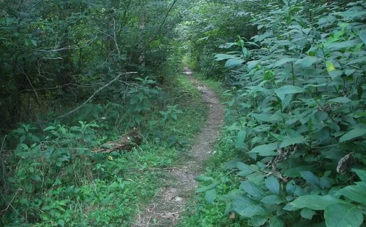 Section 1