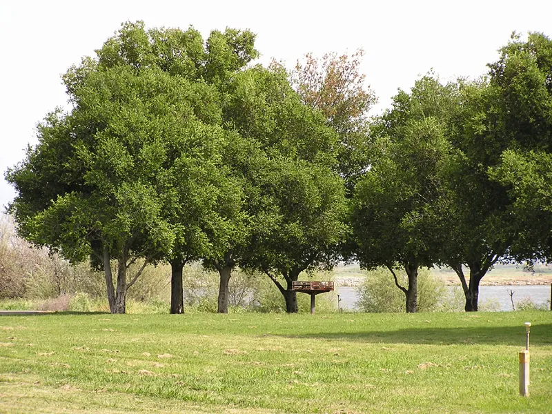 Cottonwood Campground