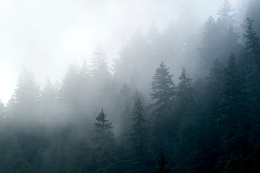 Jedediah Smith Redwoods Campground