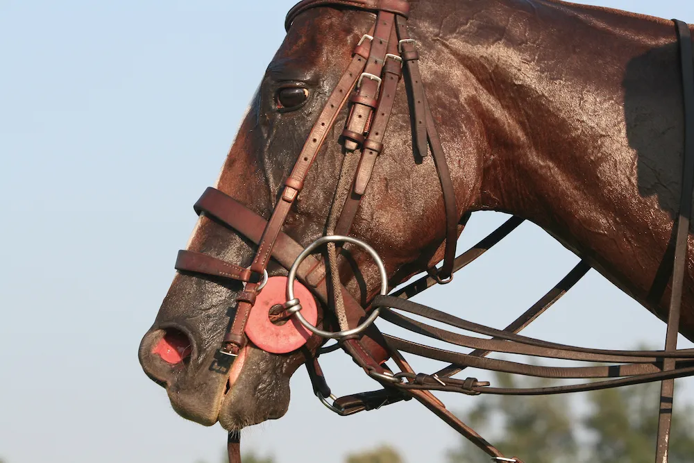 Kentucky Horse Park