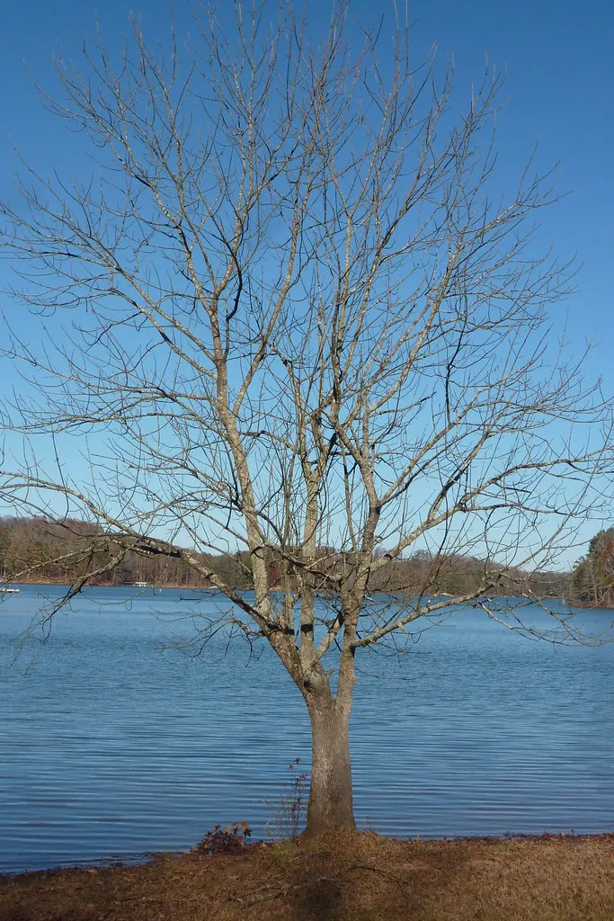 Tugaloo State Park