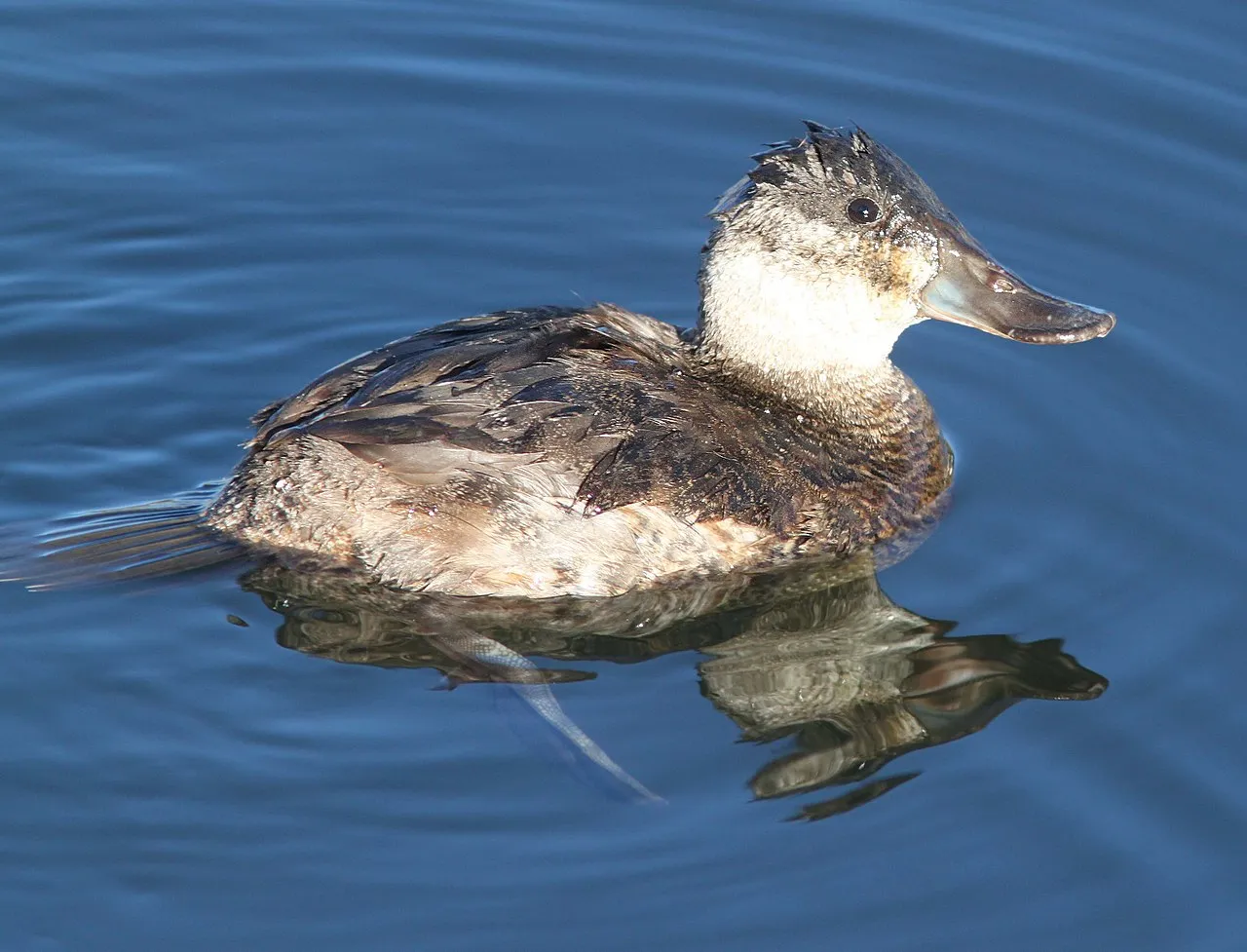 Ruddy Duck Campground