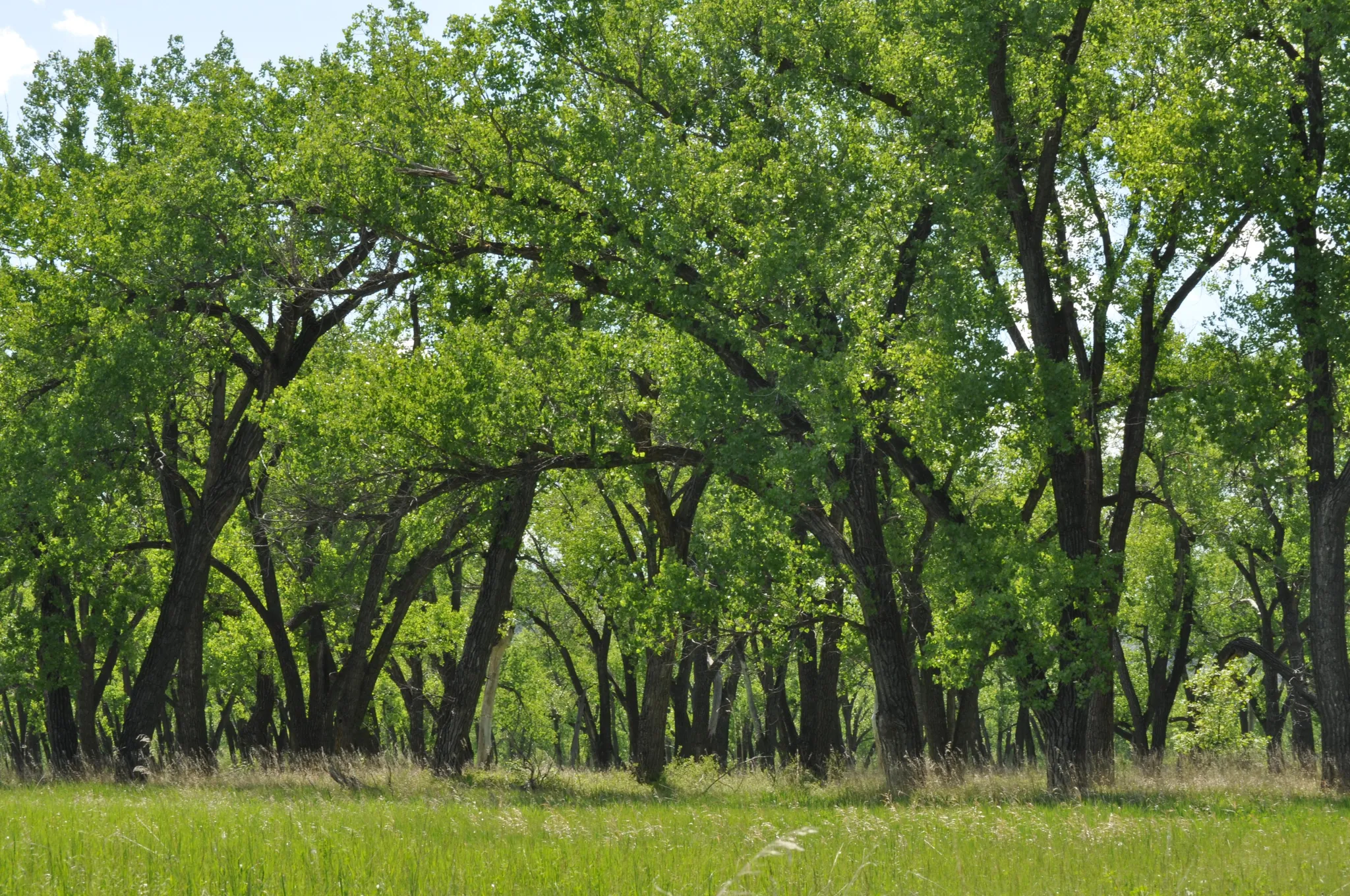 Juniper Campground Group Site (Nd)