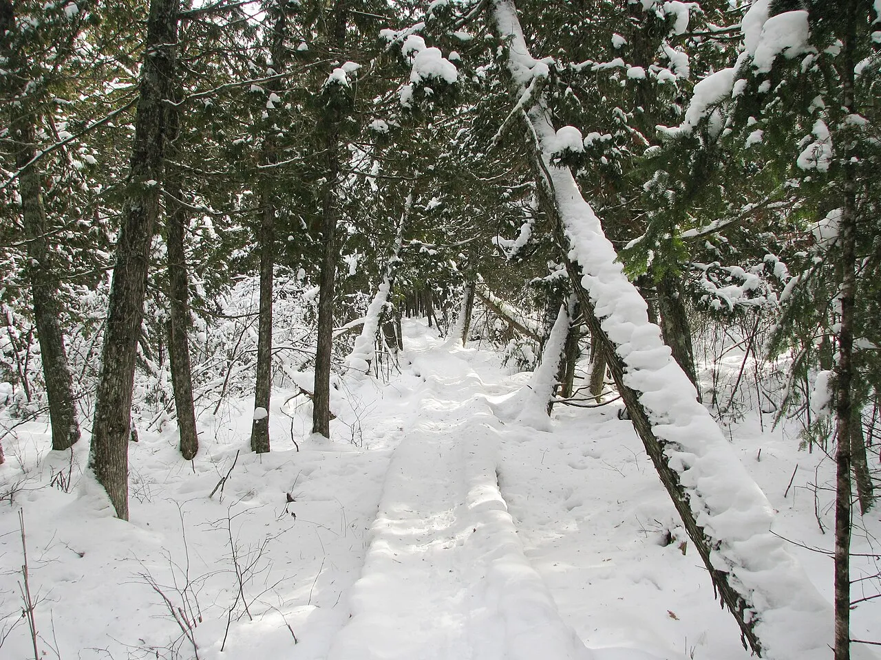 Brule River State Forest