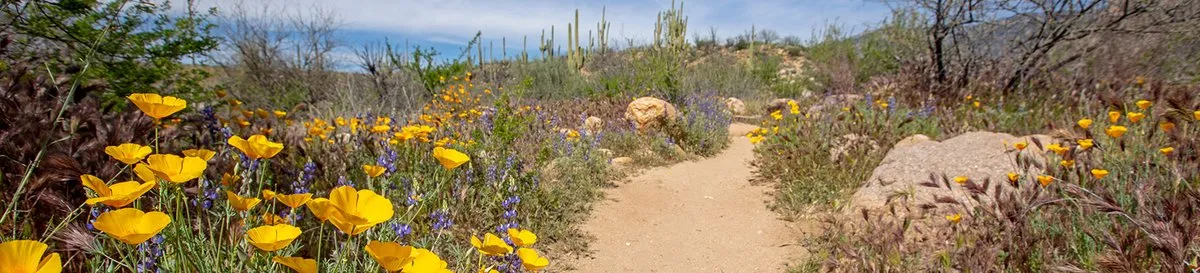 Ringtail Campground