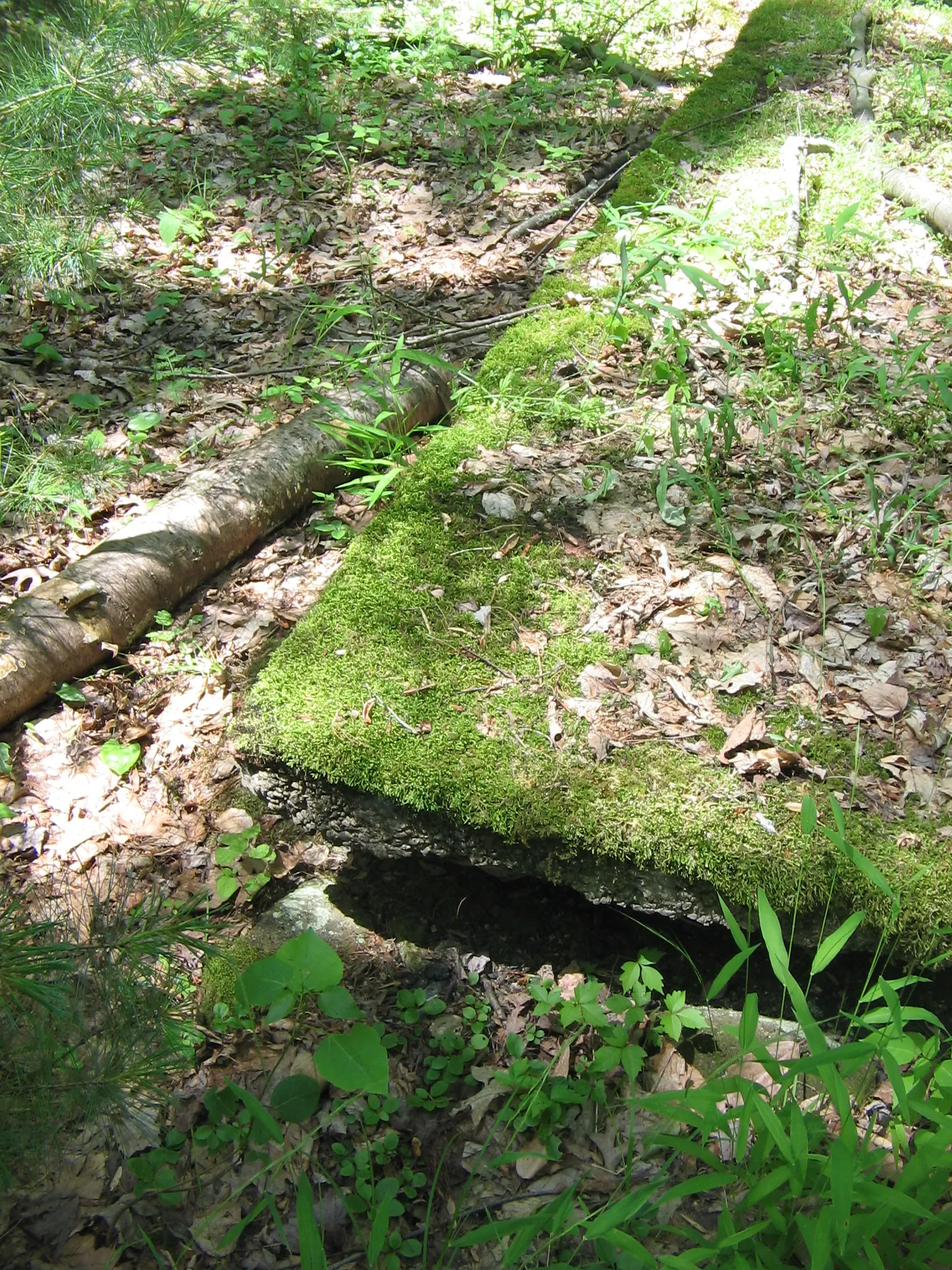 Tiadaghton State Forest