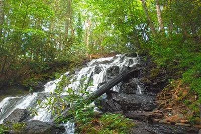 Vogel State Park