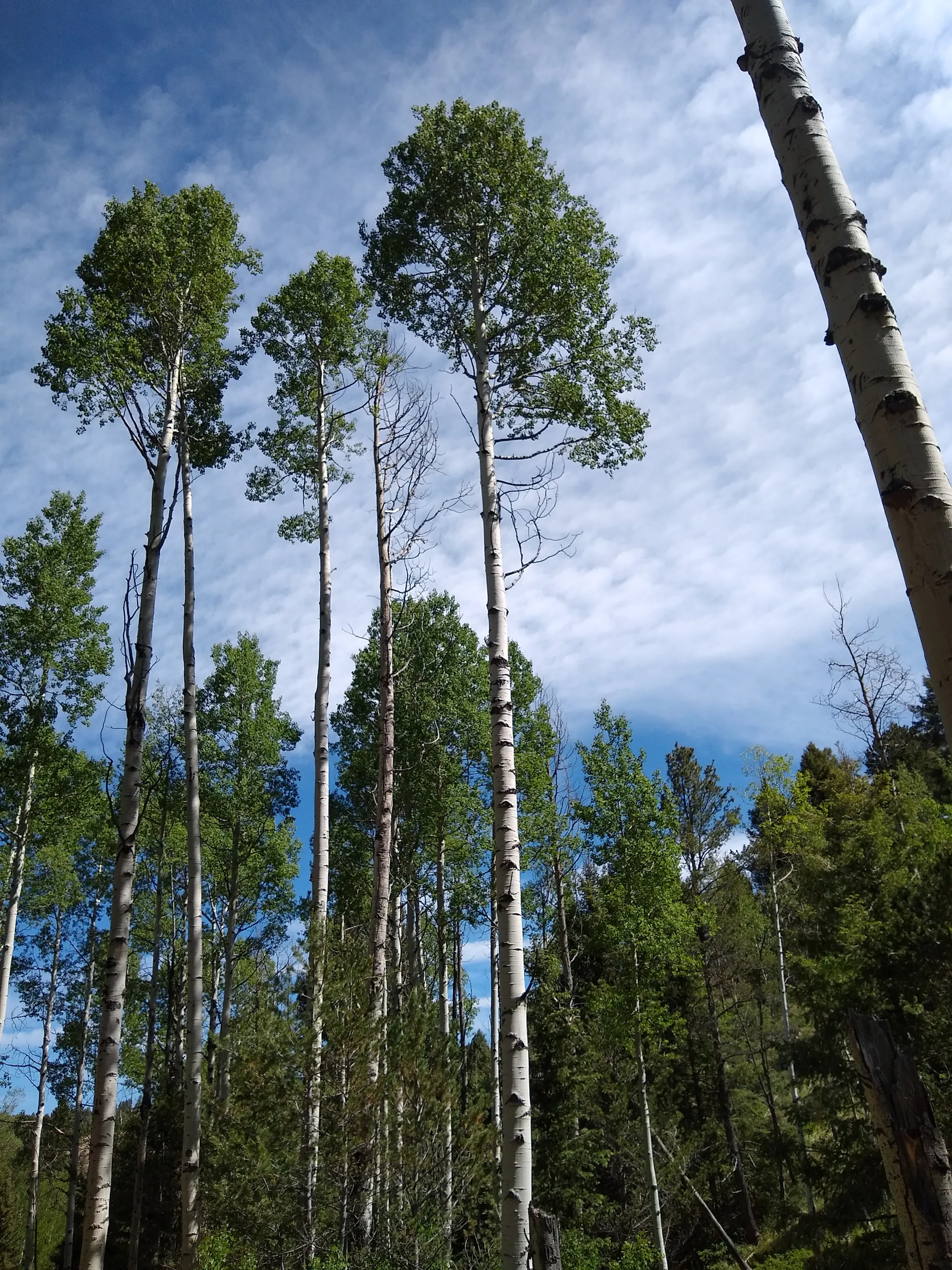 Mueller State Park