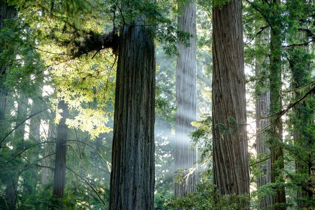 Jedediah Smith Redwoods Campground