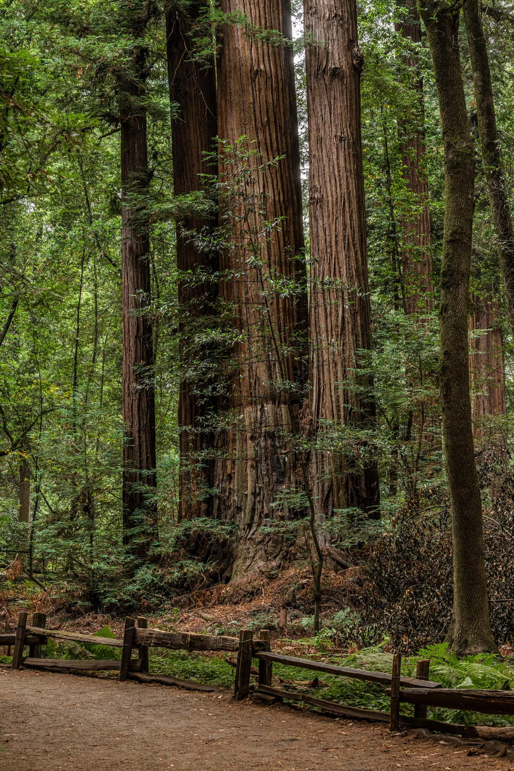 Henry Cowell Redwoods State Park Campground