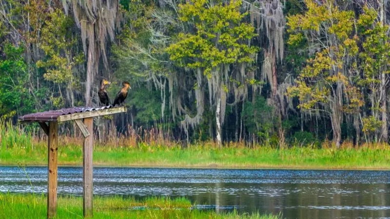 Collier-Seminole State Park Campground 2