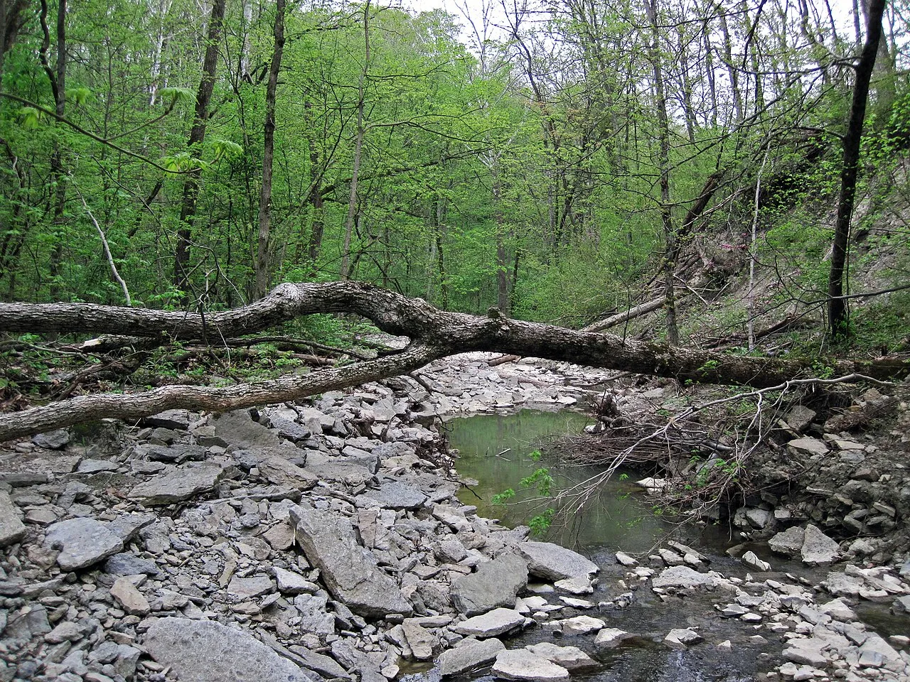 Caesar Creek Camp Loops A, B, C