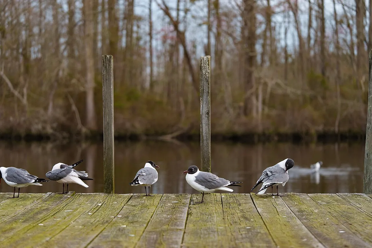 Pocomoke River State Park