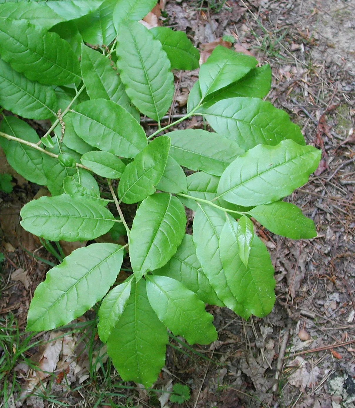 Lake Hope Campground Sites 50-147 & Group Camps