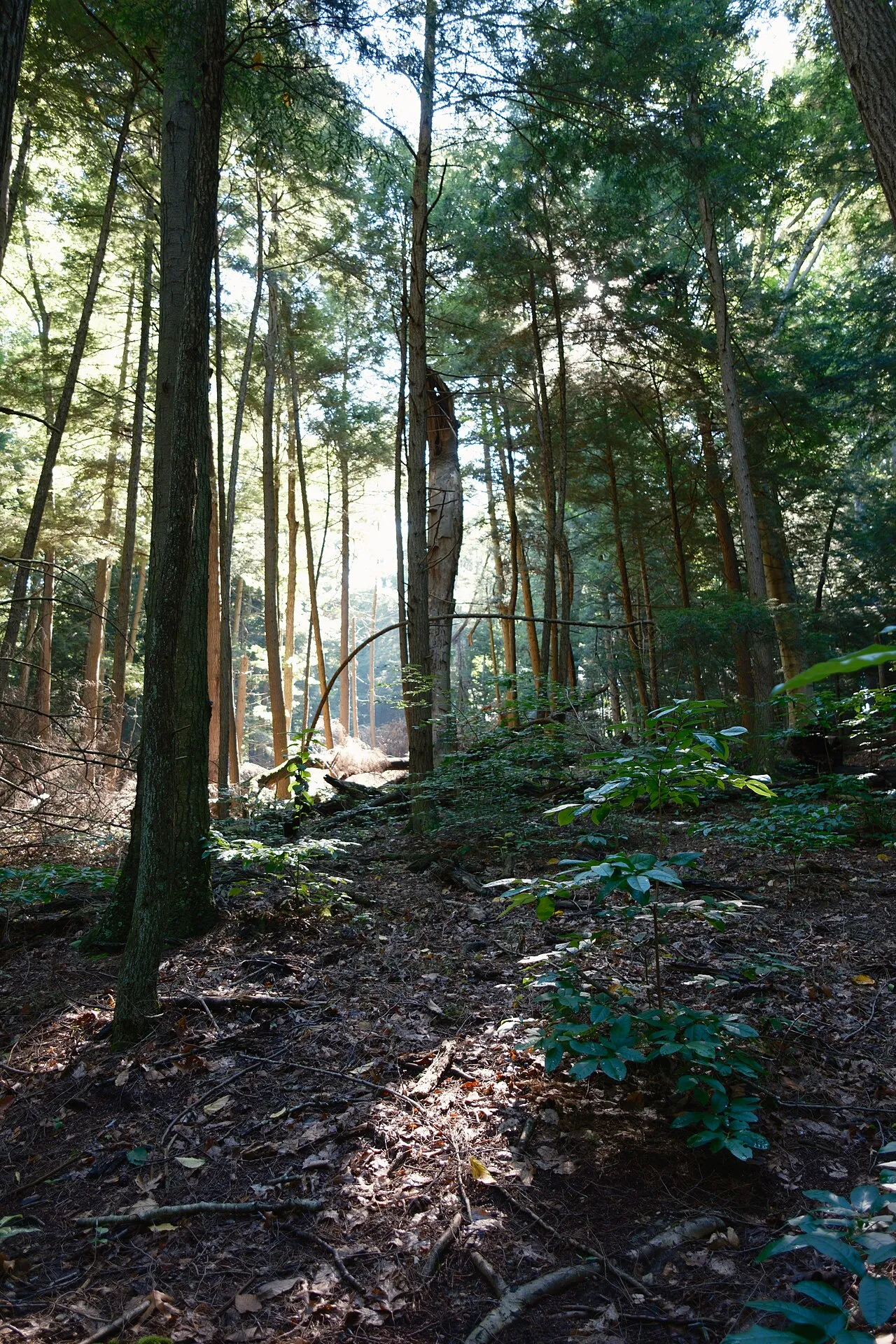 Hocking Hills Youth Group Campground