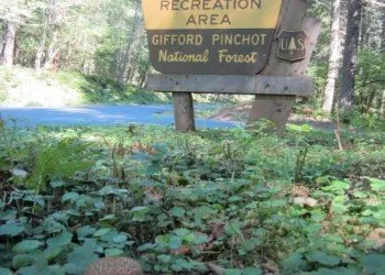 Campground: Trout Lake Creek