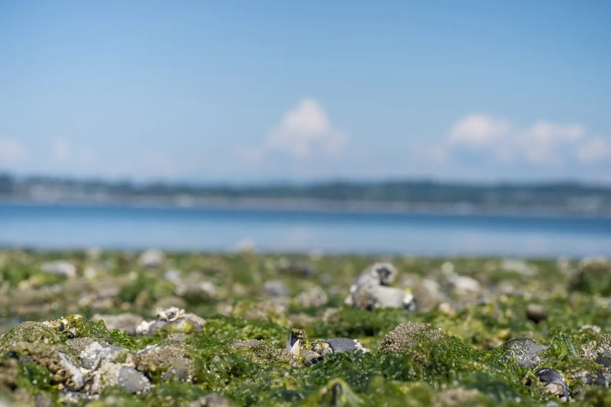 Birch Bay State Park