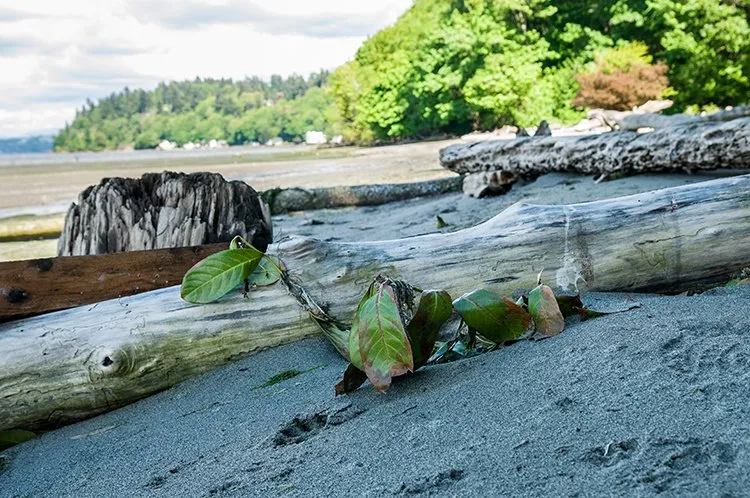 Dash Point State Park