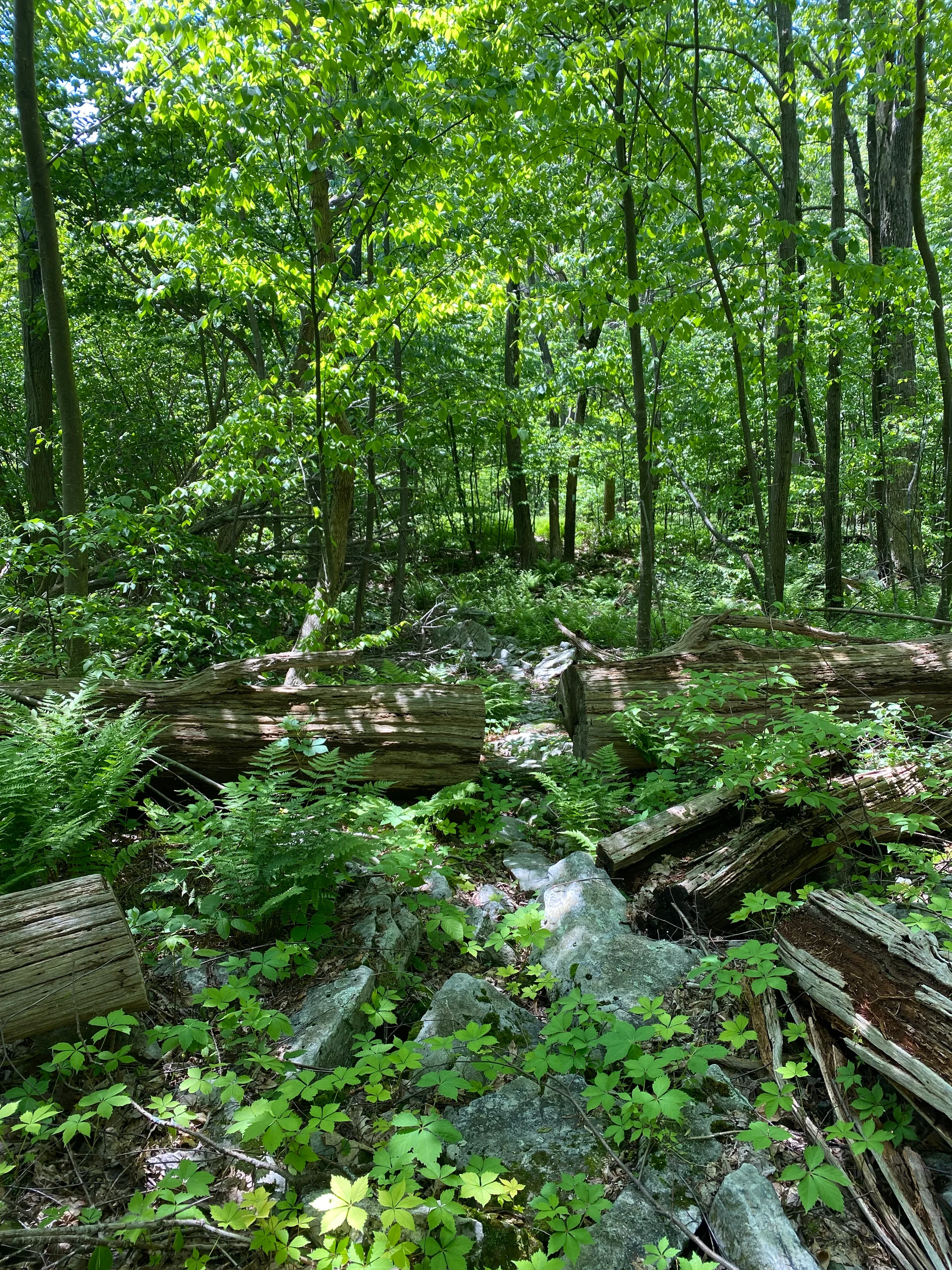 Fowlers Hollow State Park