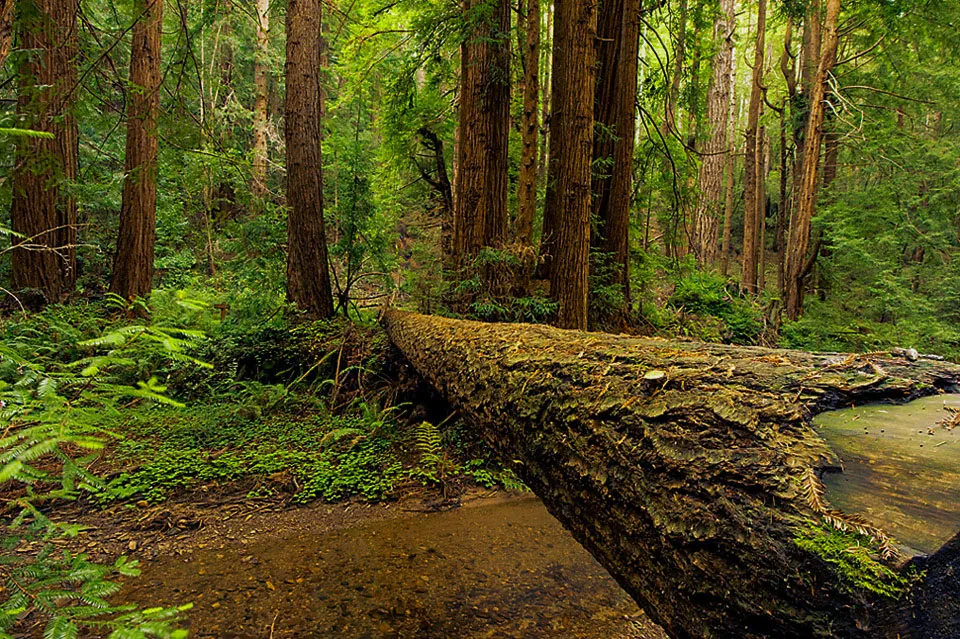 Butano Trail Campground
