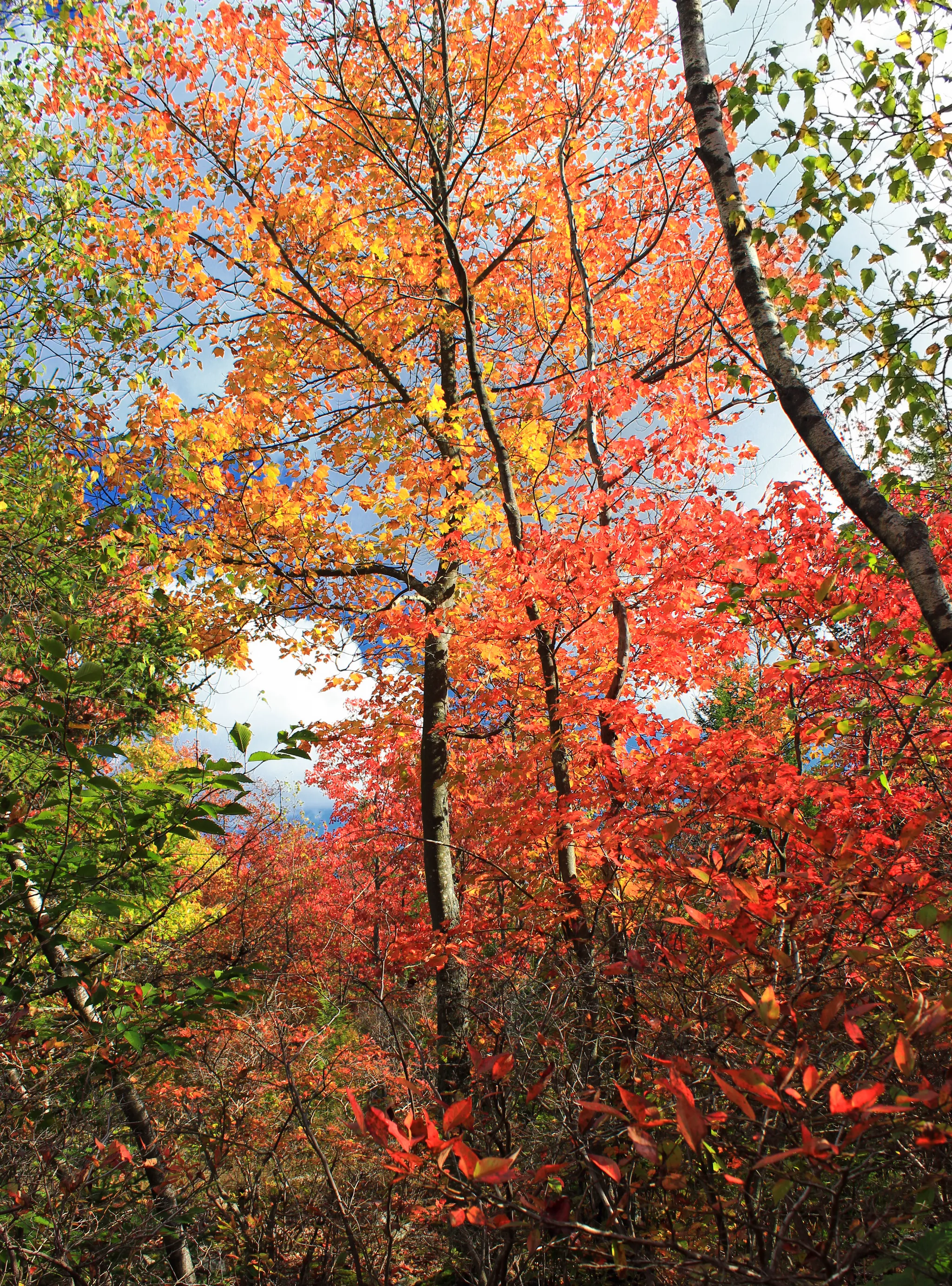 Tobyhanna State Park