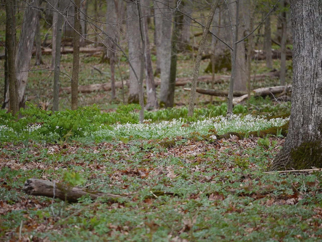 Lake Kegonsa State Park