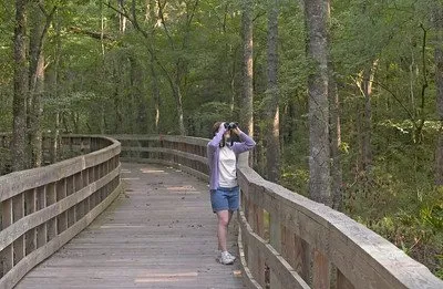Reed Bingham State Park