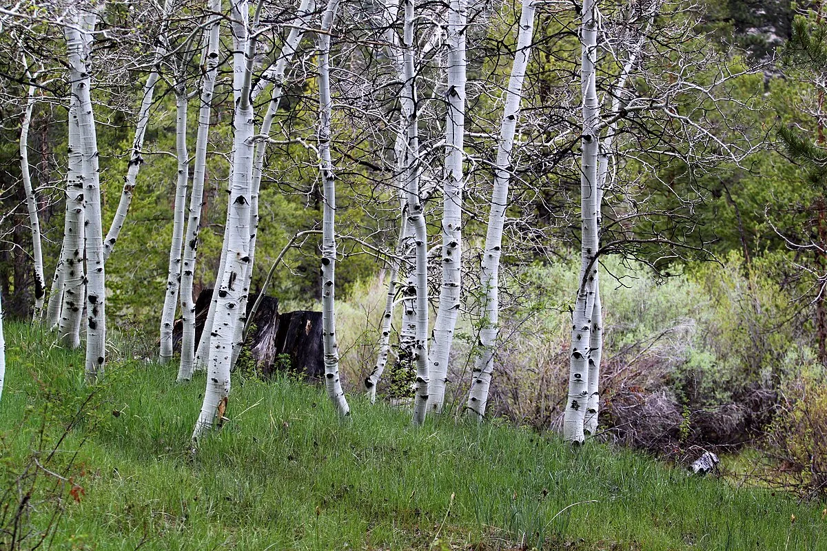 Lower Lee Vining Campground