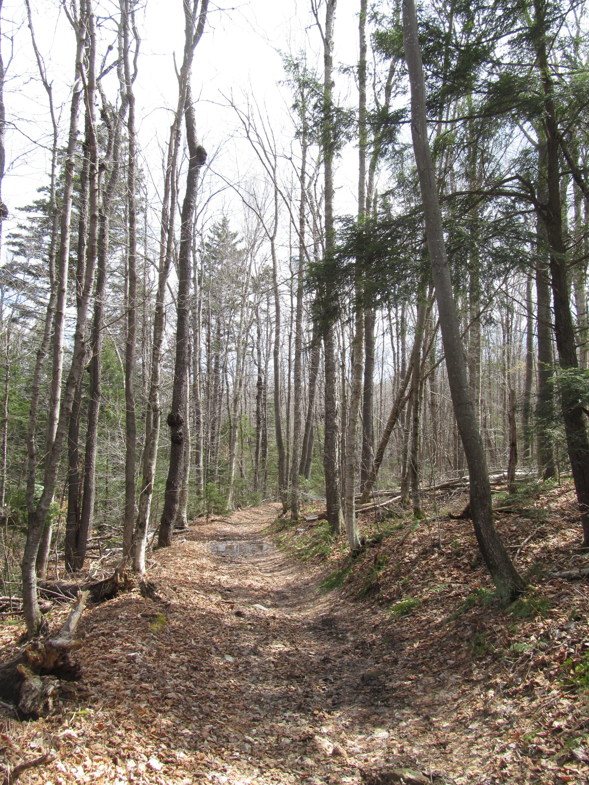 Savoy Mountain State Forest
