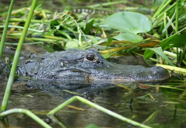 Suwannee River State Park Loop Cabi