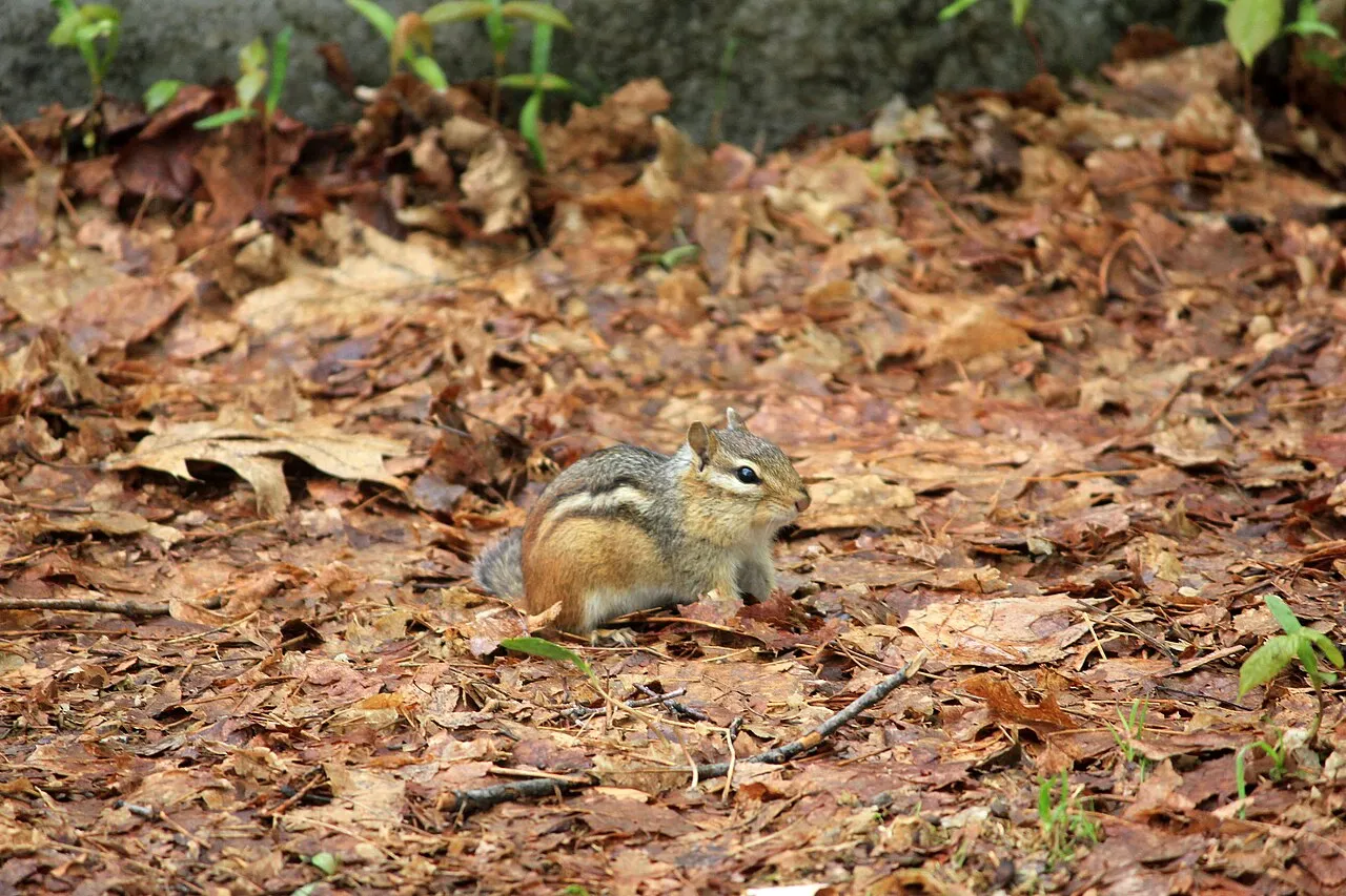 Rib Mountain State Park