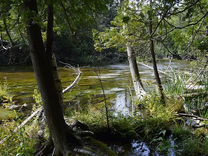 Platte River State Forest Campground