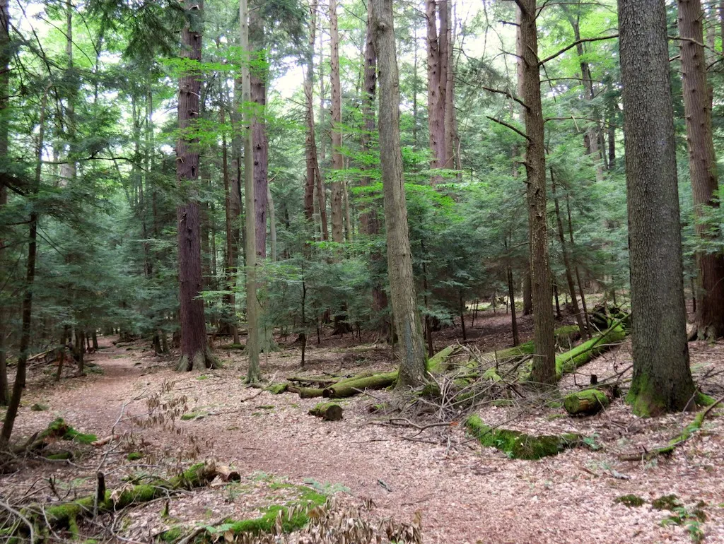 Cook Forest State Park