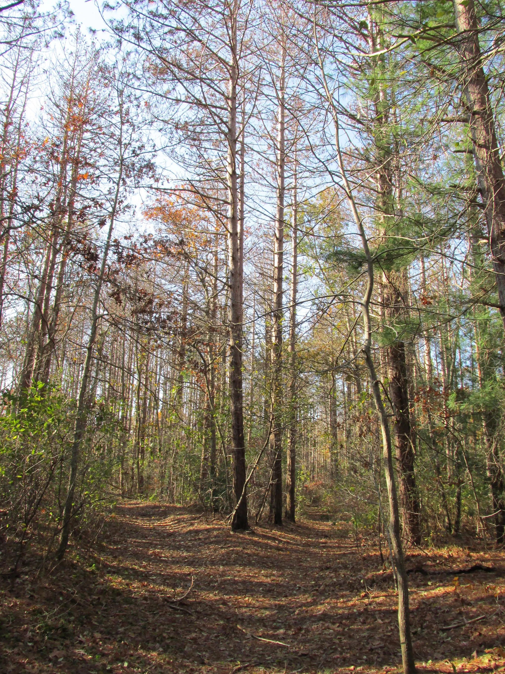 Shawme Crowell State Forest