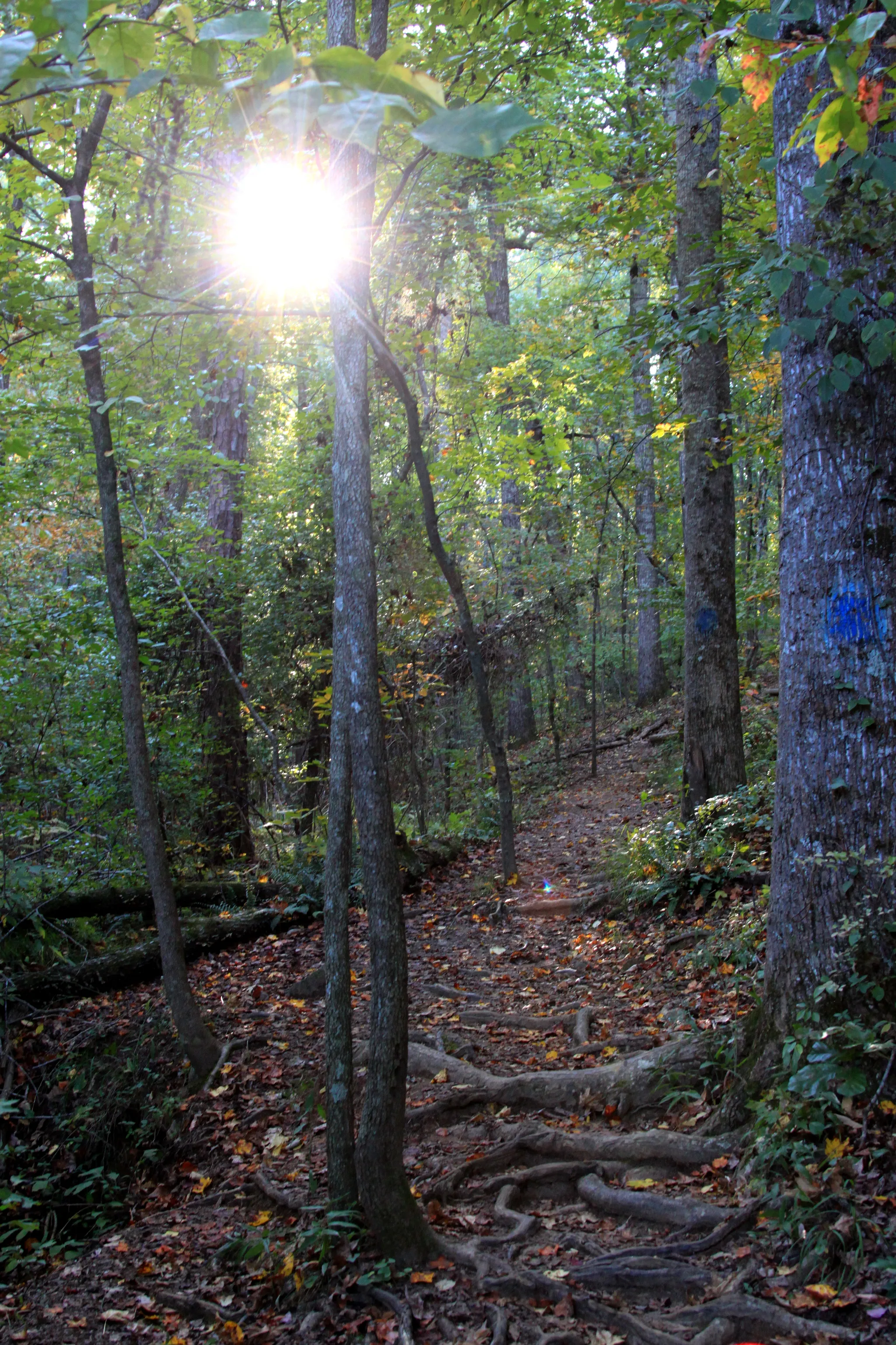 Sweetwater Creek State Park