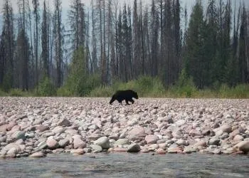 Red Meadow Lake Campground