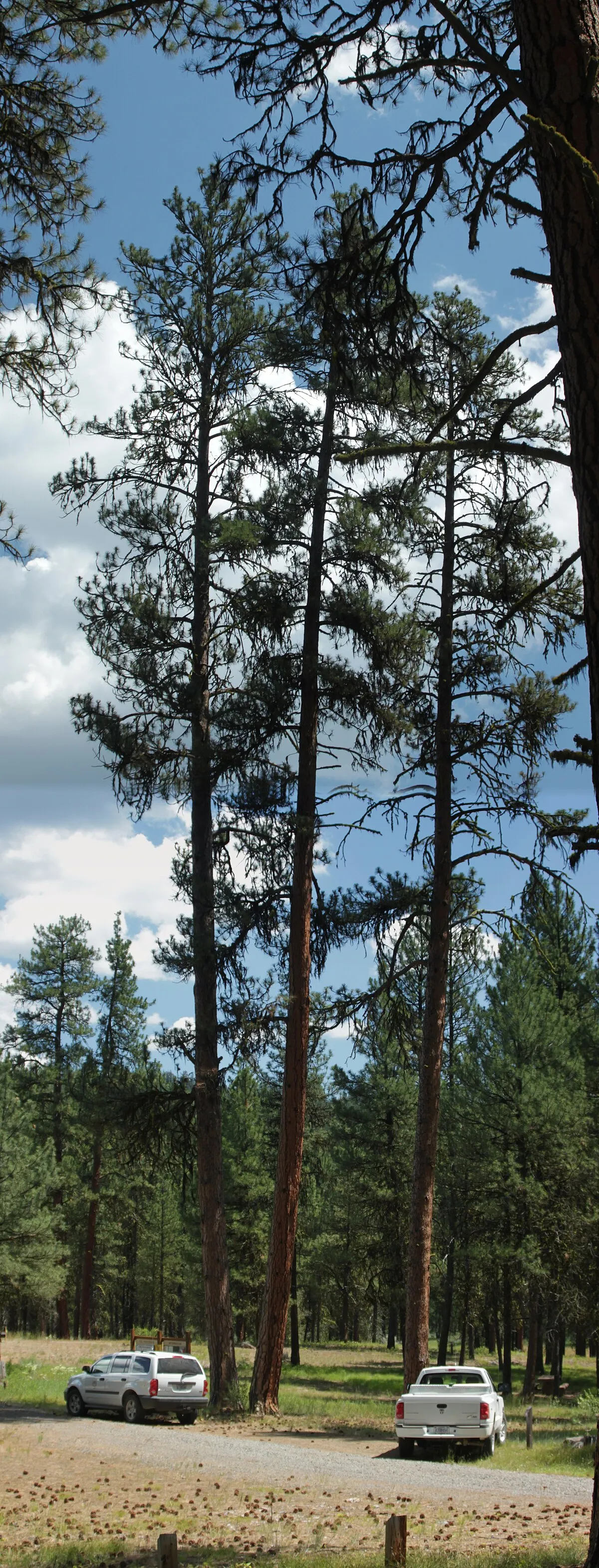 Rock Springs Campground
