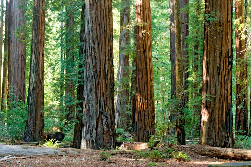 Huckleberry Campground