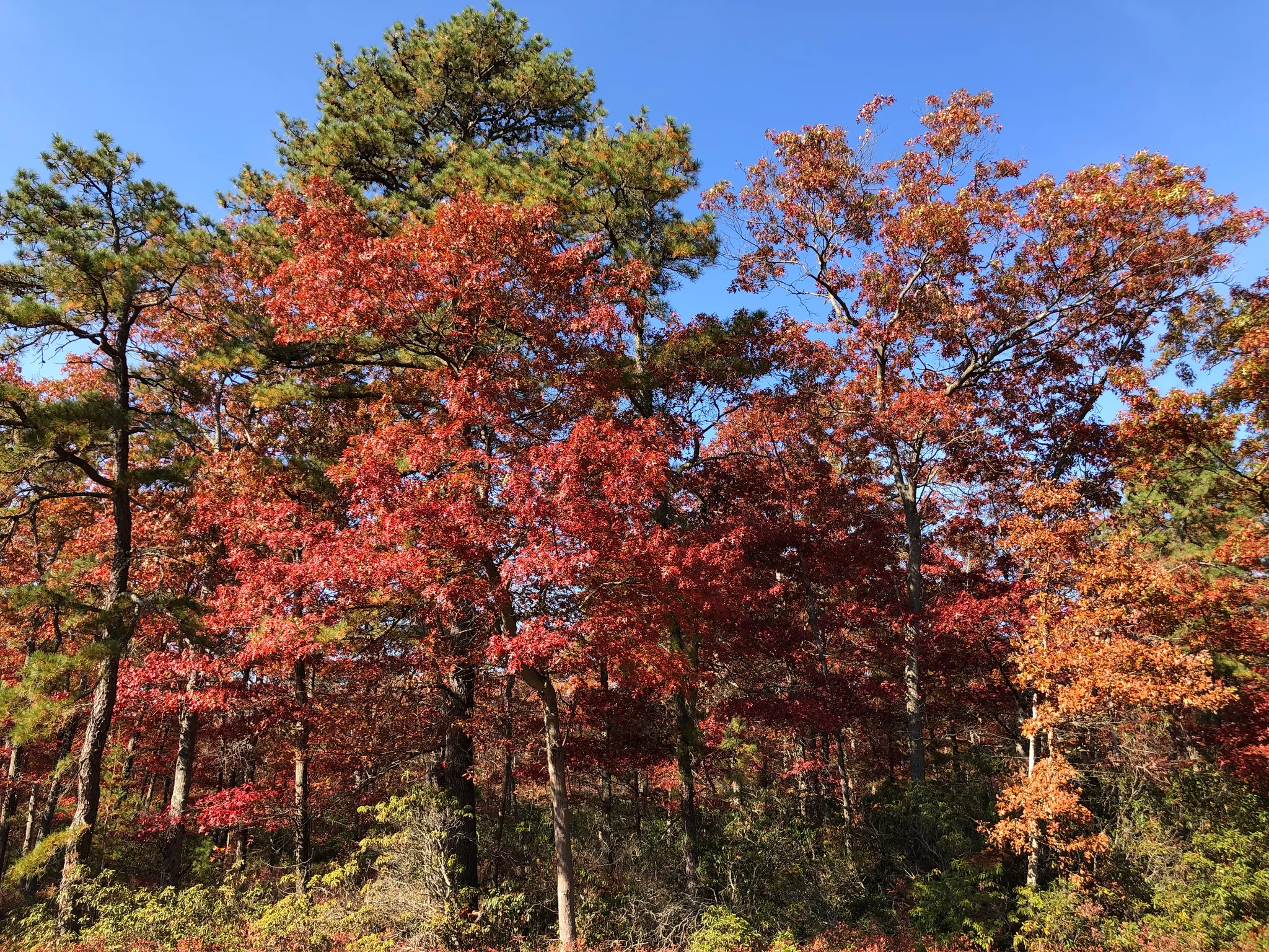Bass River Campground